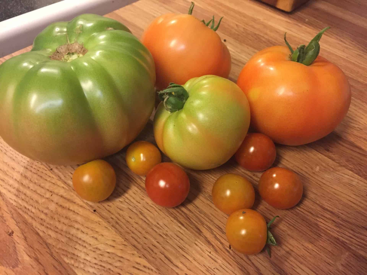unripened tomatoes on a counter